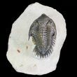 Metacanthina Trilobite - Lghaft, Morocco #64415-1